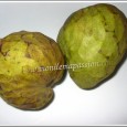 Ti zatte Je présente un fruit que vous avez peut-être déjà croisé, il s'agit du ti zatte ou ti z'atte, c'est le nom qu'il porte à la Réunion, mais il s'agit en fait de l'annone, ou encore pomme cannelle.
