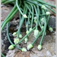 Fleur d’z'oignons Beaucoup d’entre vous ont été intrigués par ma recette de rougail fleur d’z'oignons, d’il y a quelques jours et je comprends tout à fait. J’ai eu beaucoup de mails à ce sujet, alors un petit message spécial pour vous montrer...